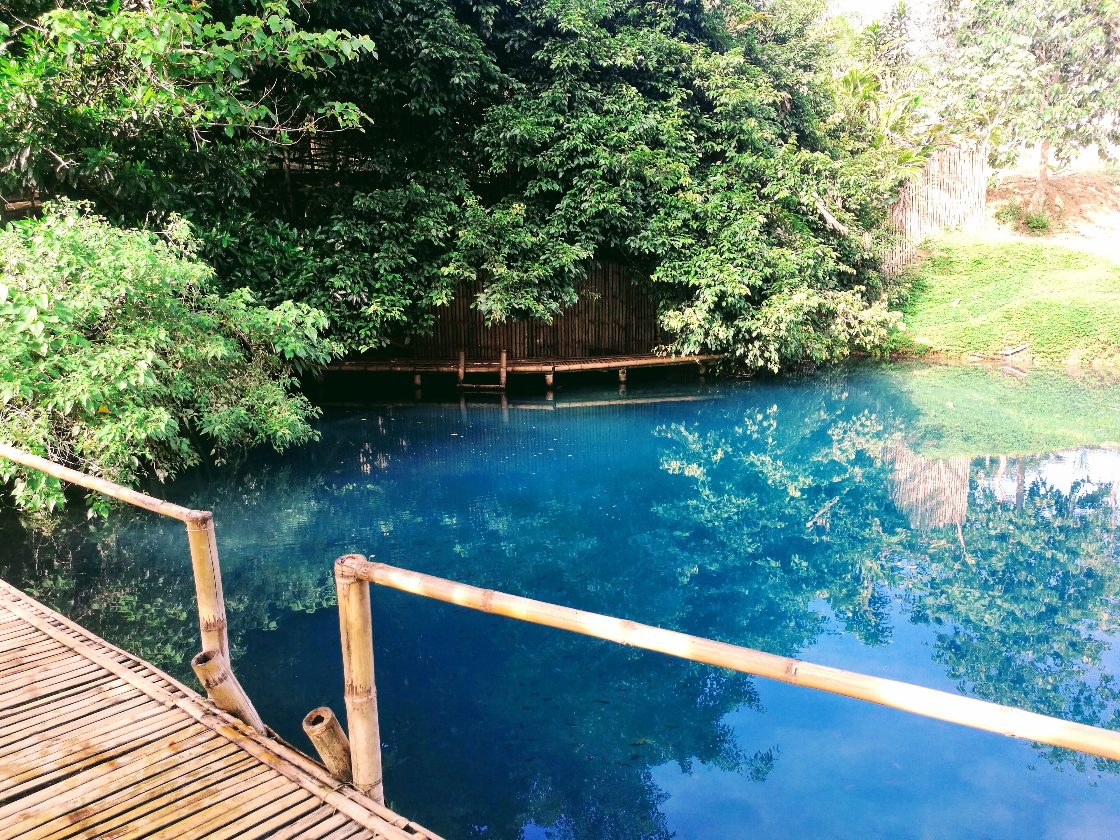 A clear blue pool surrounded by lush greenery and a wooden deck.