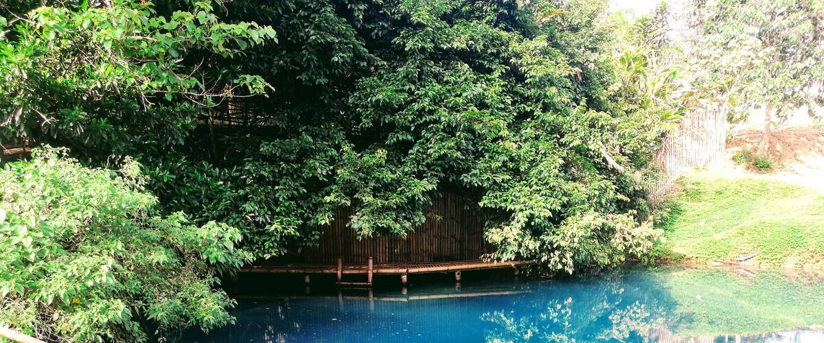 A clear blue pool surrounded by lush greenery and a wooden deck.