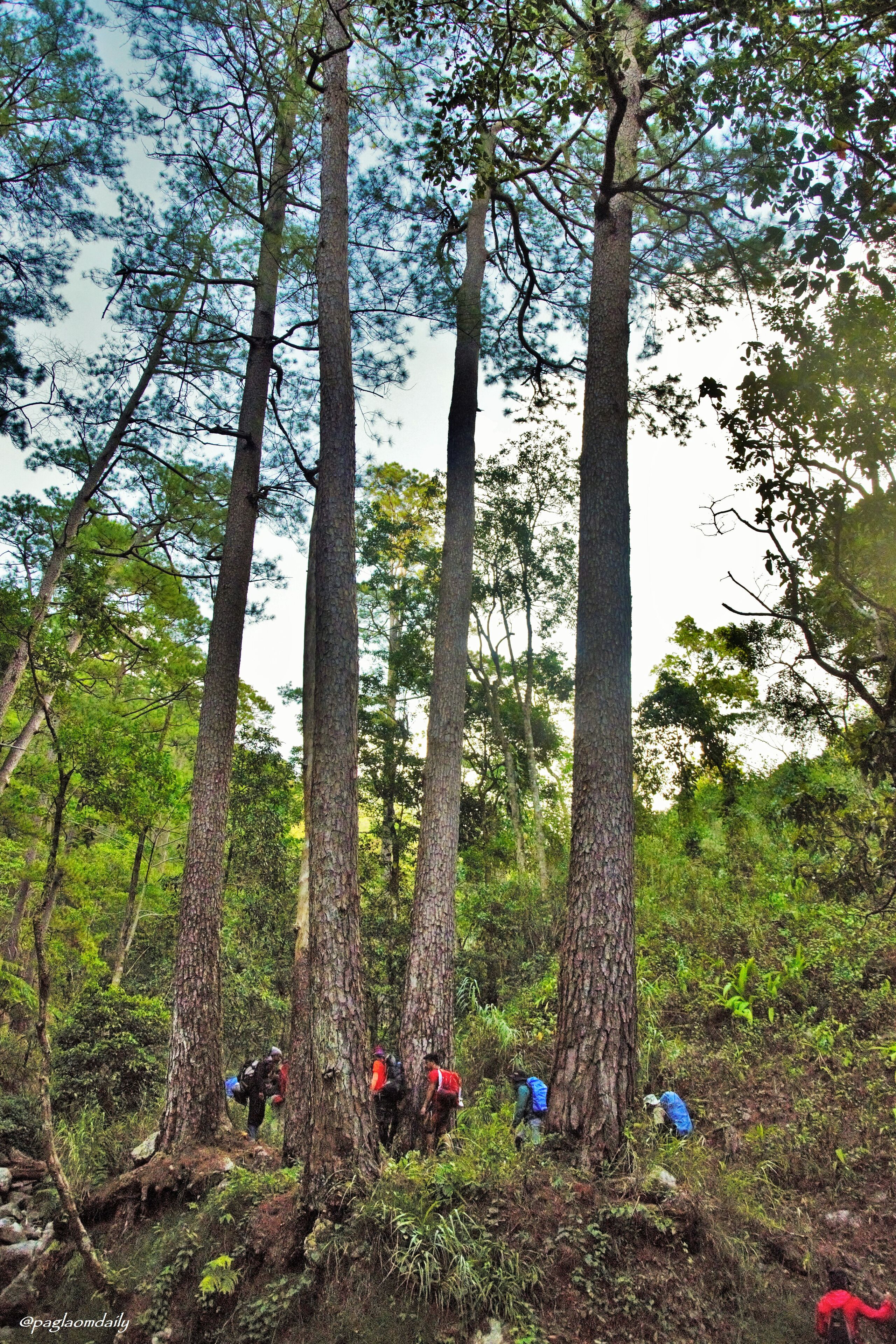 The forest of Mataragan, Malibcong, Abra. This was taken on our way to Mt. Manmanoc.