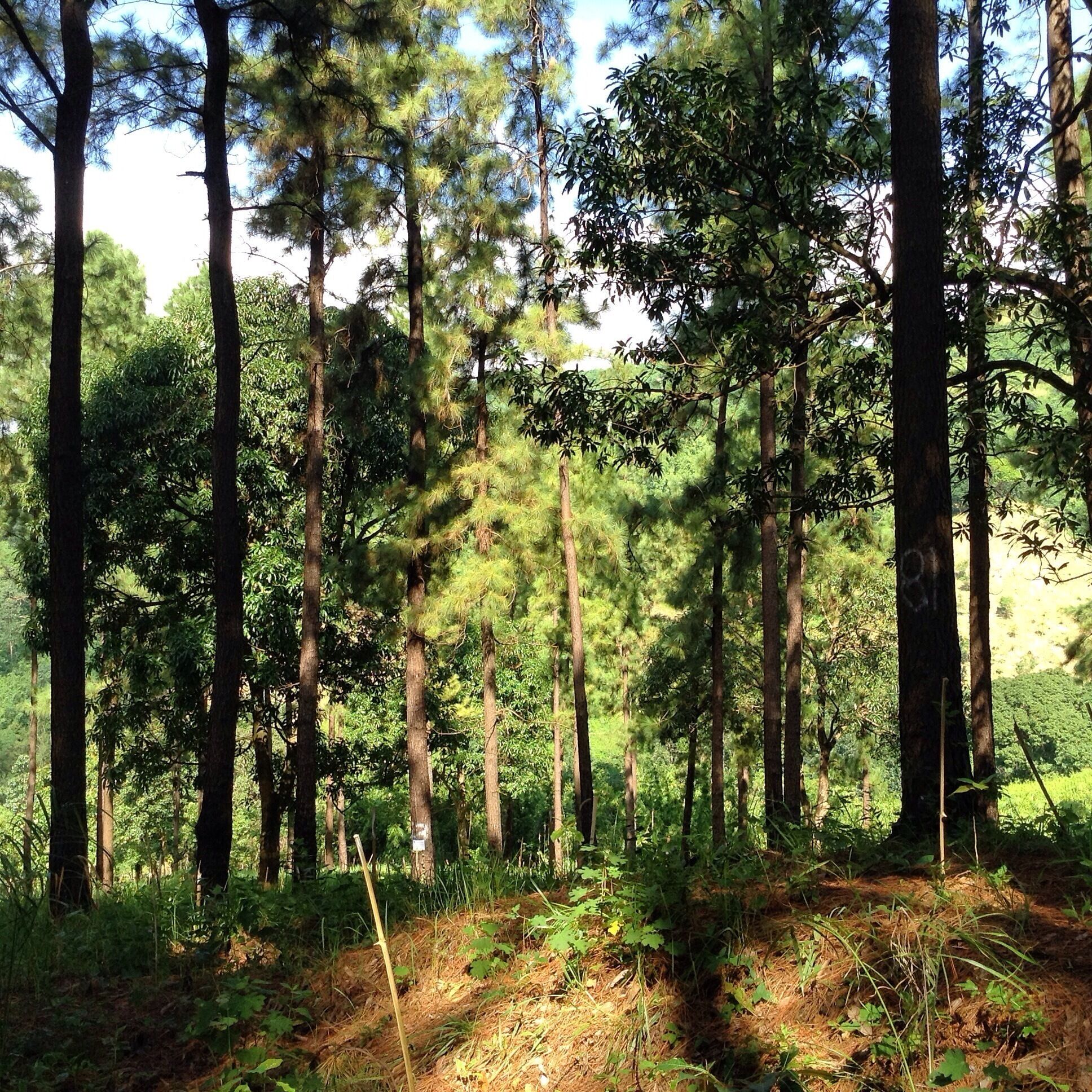 Like the pine trees of Baguio.