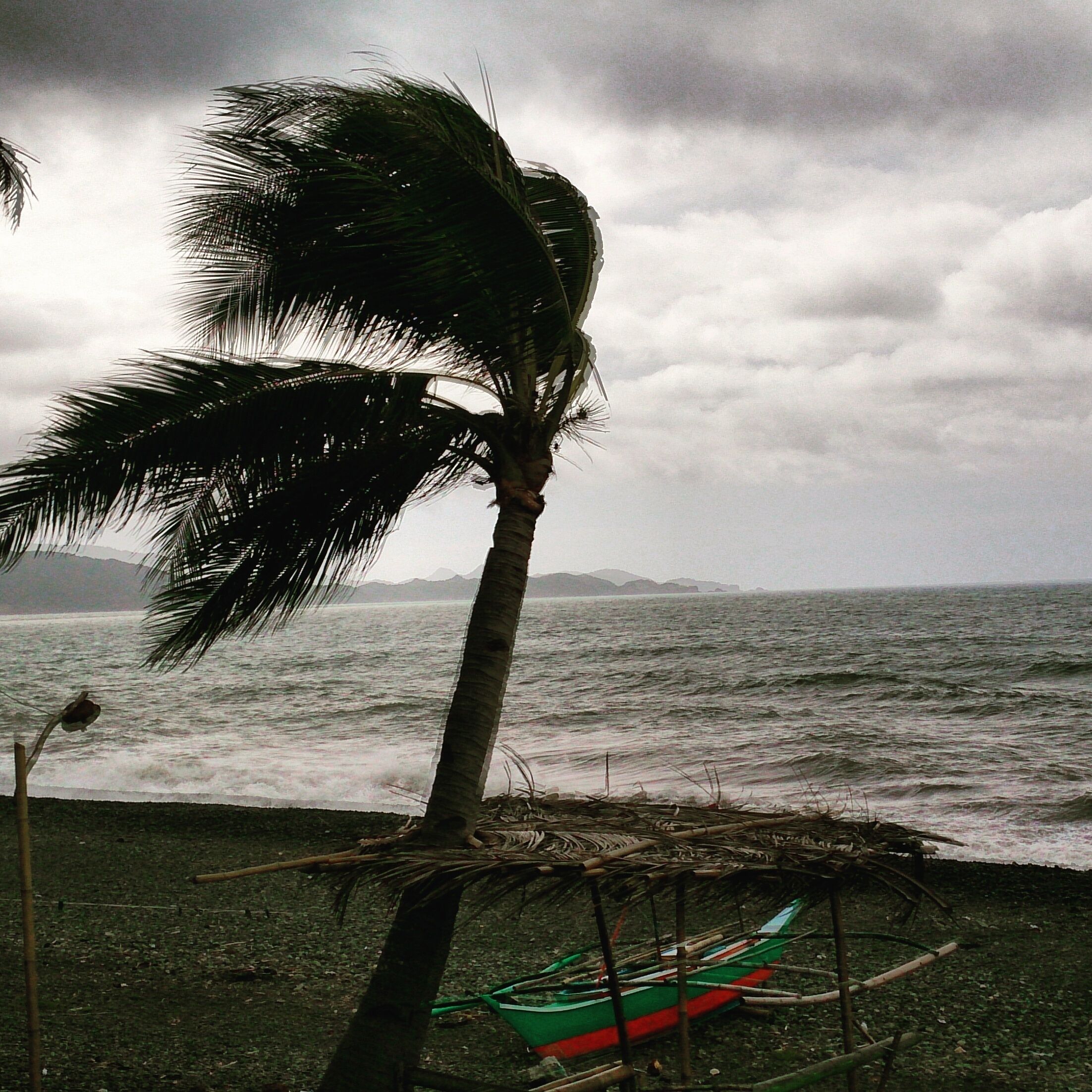A palm tree on a beach with a view of the ocean and mountains in the distance.