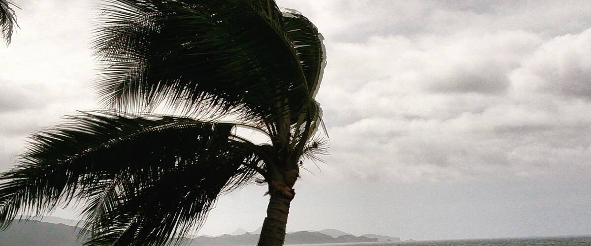 A palm tree on a beach with a view of the ocean and mountains in the distance.