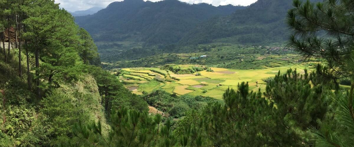 A mountainous landscape with terraced fields and dense pine forests.
