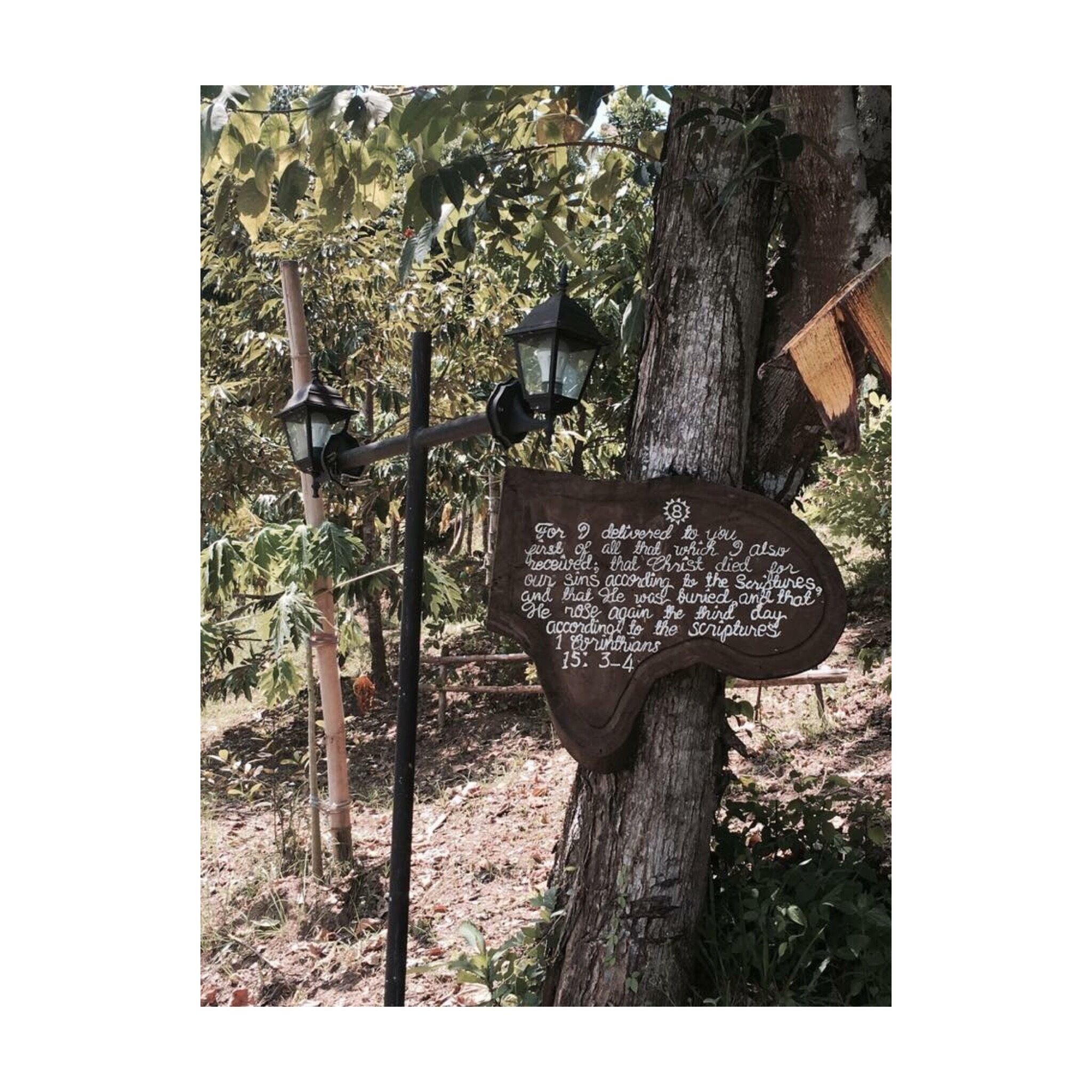 A wooden sign with a biblical verse attached to a tree.