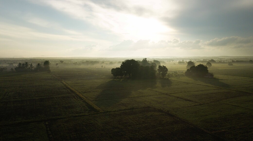 Aerial view of lush green rice fields with scattered trees and morning mist under a soft sunrise in Iloilo, Iloilo, Philippines.