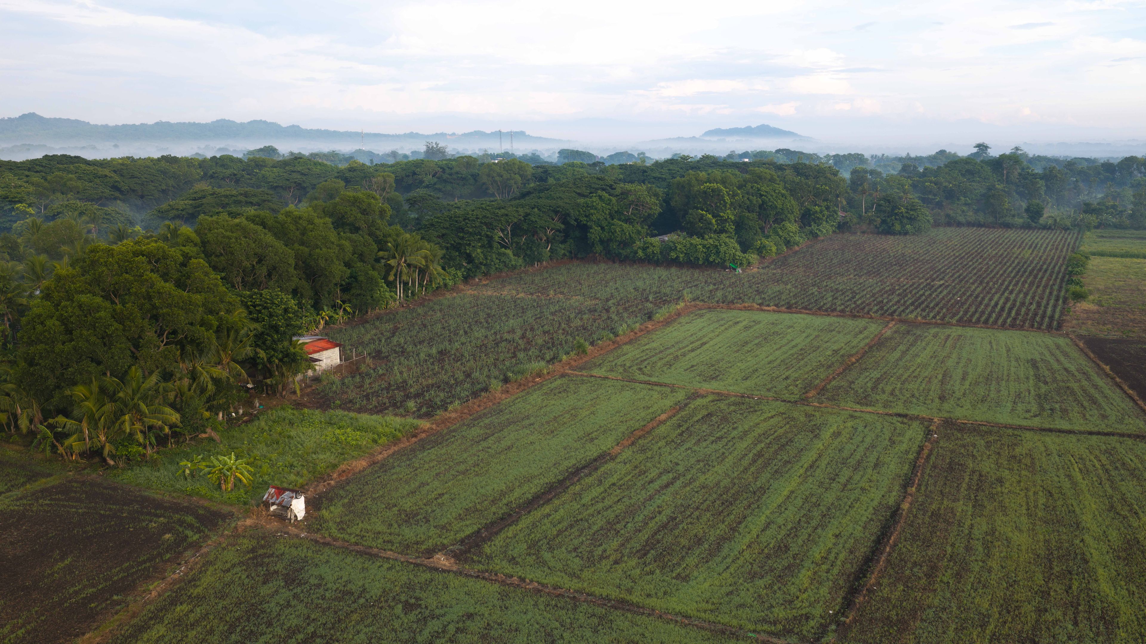 Aerial view of agricultural fields with lush green trees, a small rural structure, and misty hills in the background in Iloilo, Iloilo, Philippines.