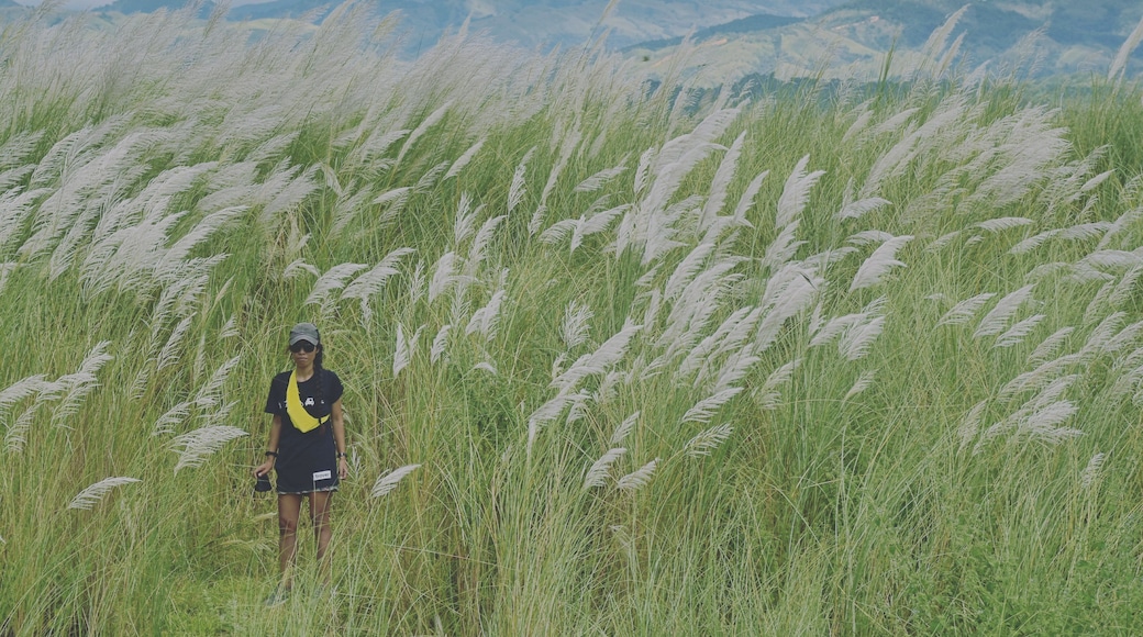 What seems to be fields of reed grass will surely catch your eyes when crossing the bridge. The flood plain, on both sides of the Abra river is teeming with these white flowers, beautifully swaying with the wind. They seem to go from under the bridge to the foot of the mountains. It's just gorgeous!
Thanks again @trover for sending the t-shirt over!
🇵🇭
#reedgrass