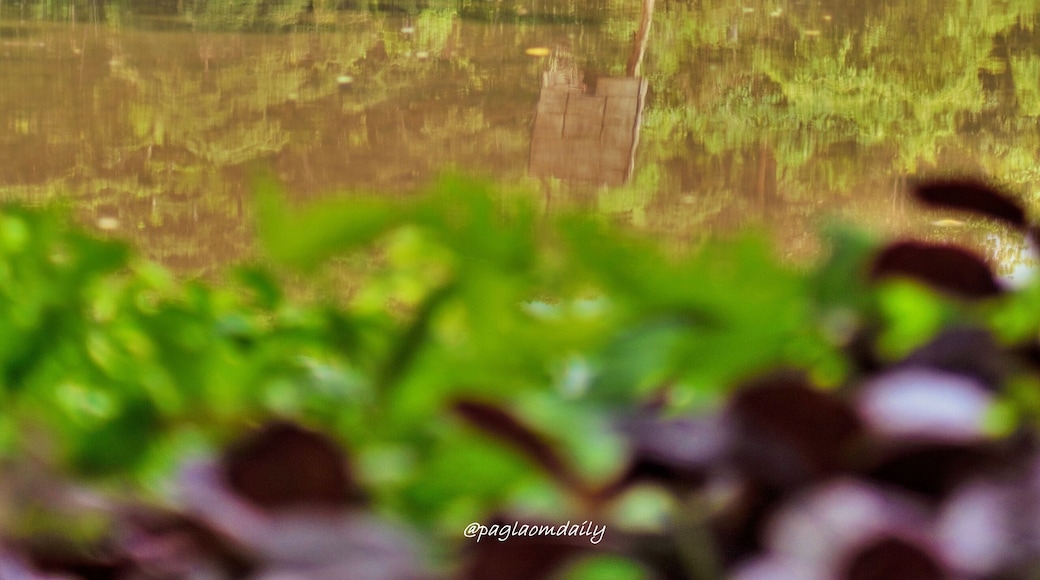 Rain means water for the rice fields. More rain will come this typhoon season.
#palayball