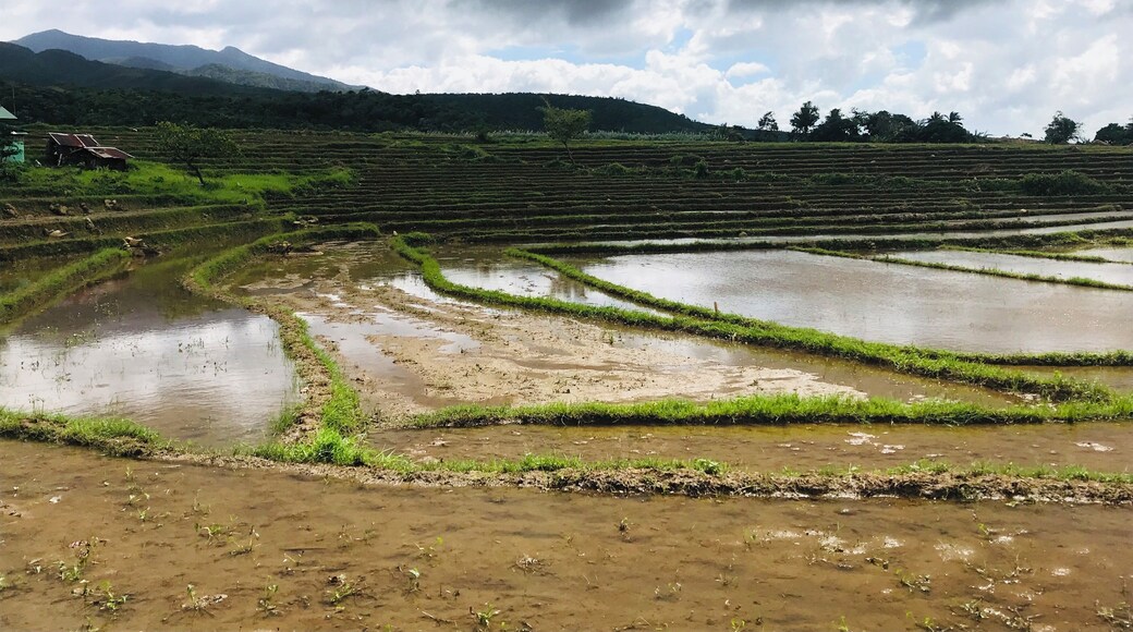 Rice Field in Aluyan