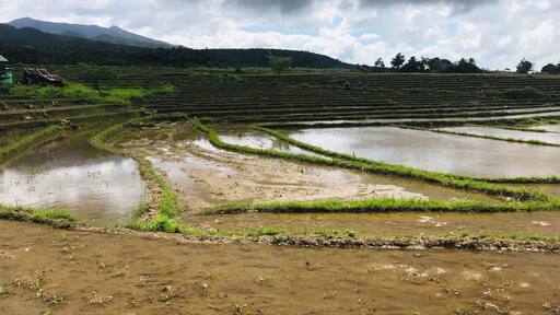 Rice Field in Aluyan