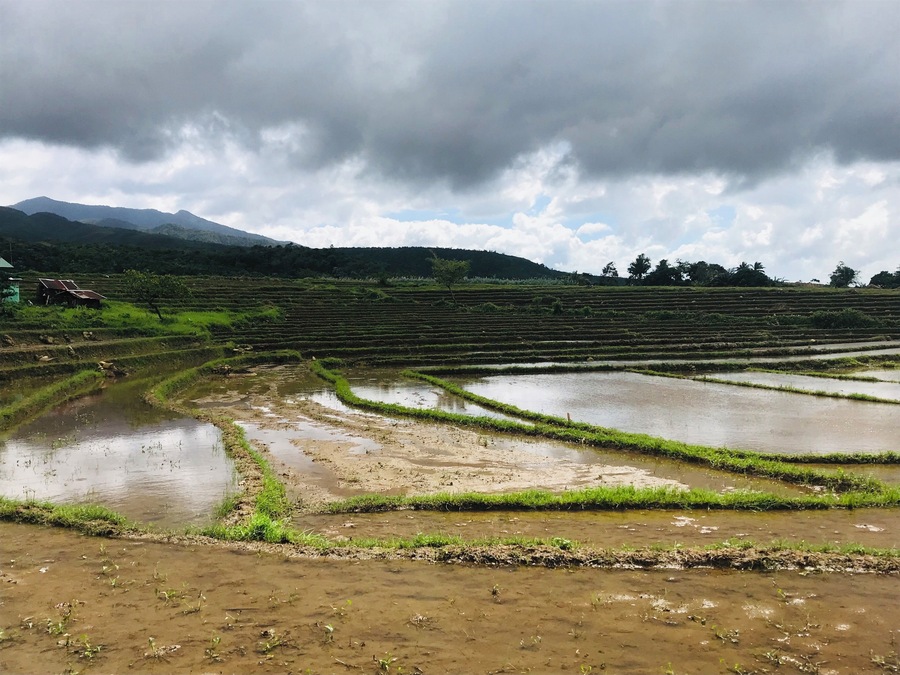 Rice Field in Aluyan