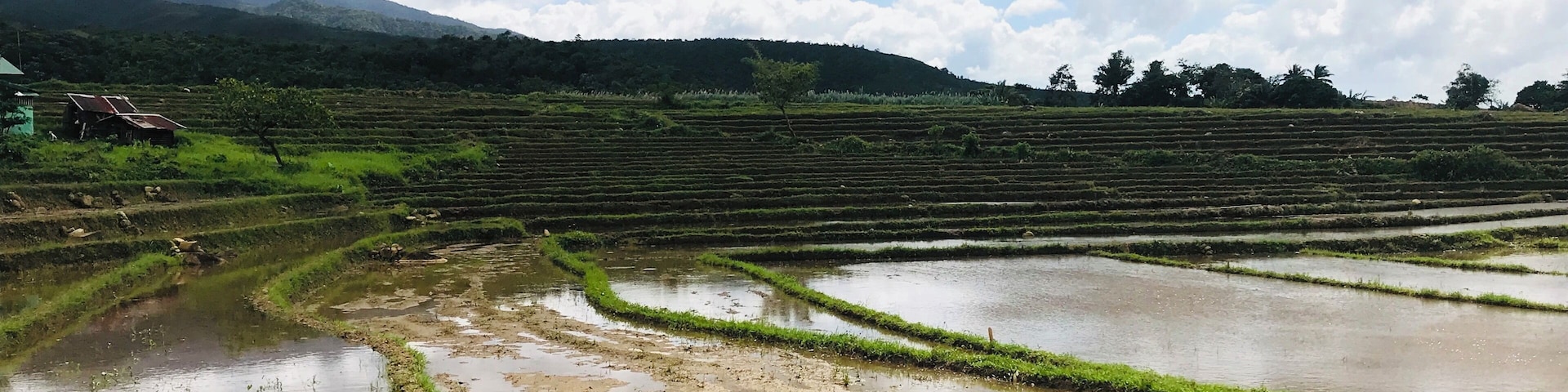 Rice Field in Aluyan
