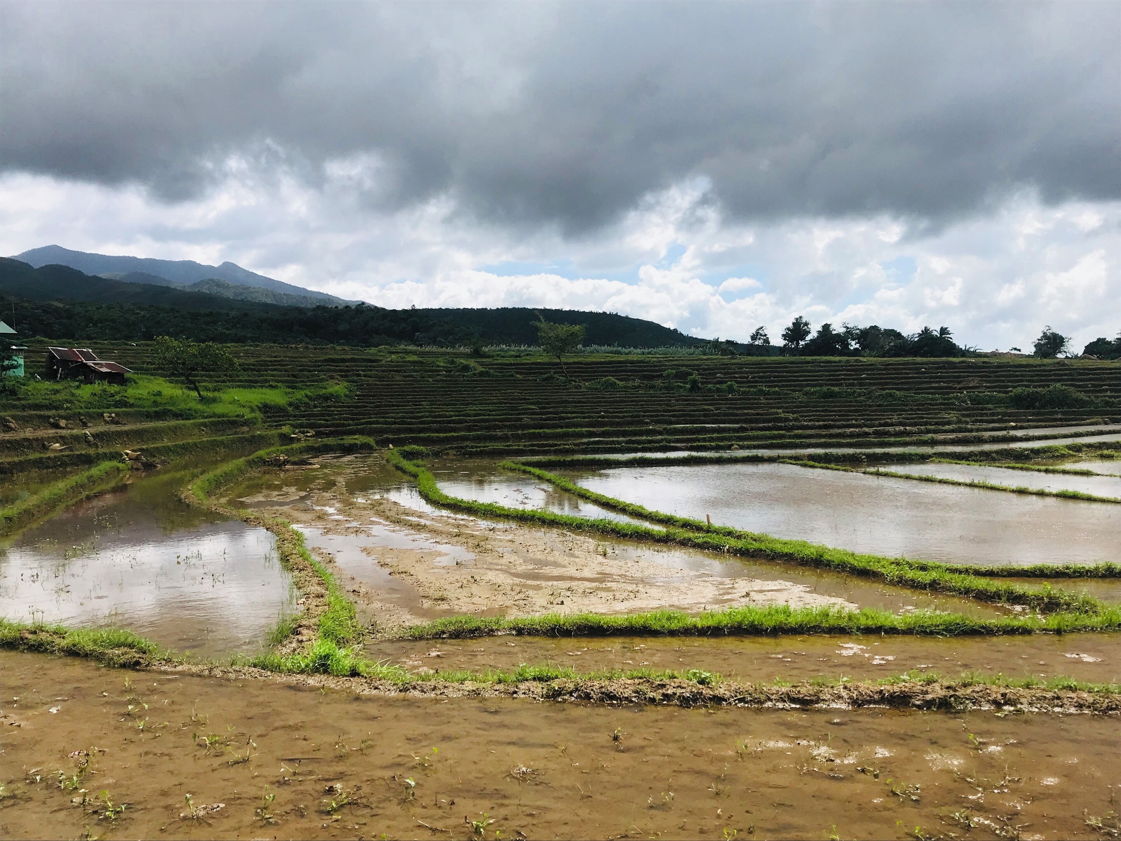 Terraced rice fields with a mountain in the background.