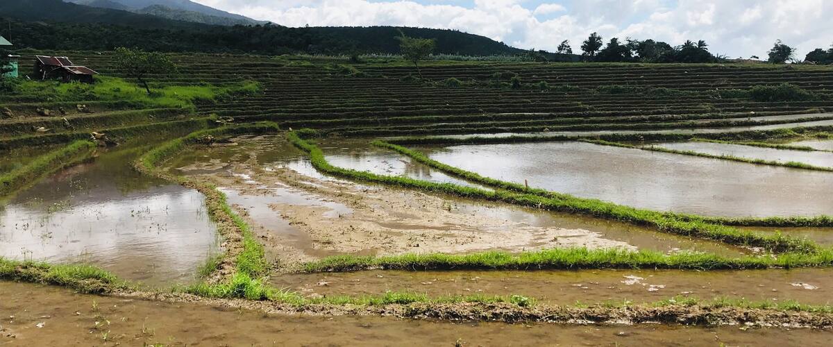 Terraced rice fields with a mountain in the background.