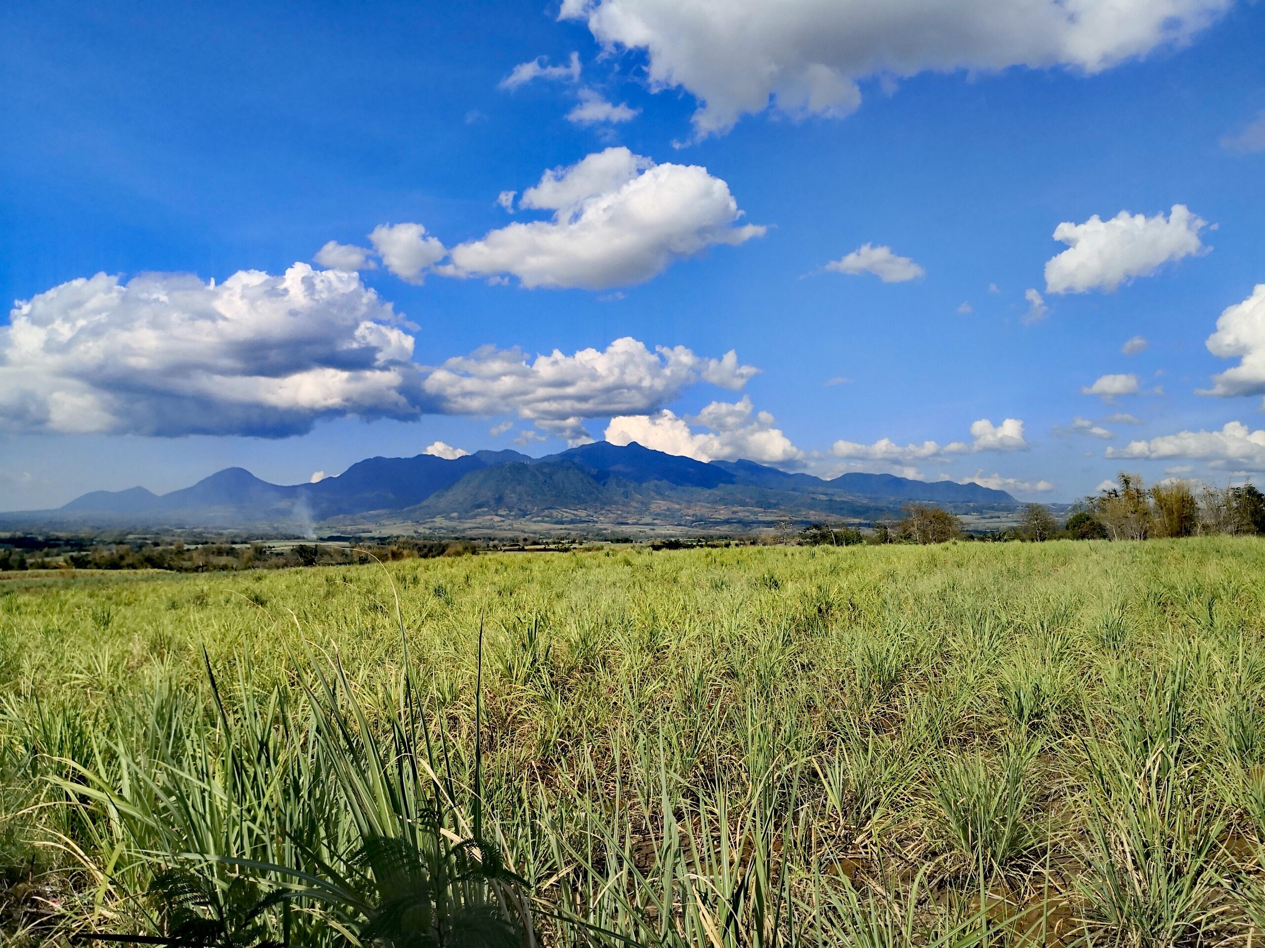 A field with tall grass and mountains in the background.