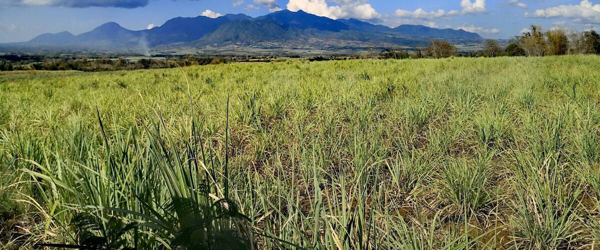 A field with tall grass and mountains in the background.