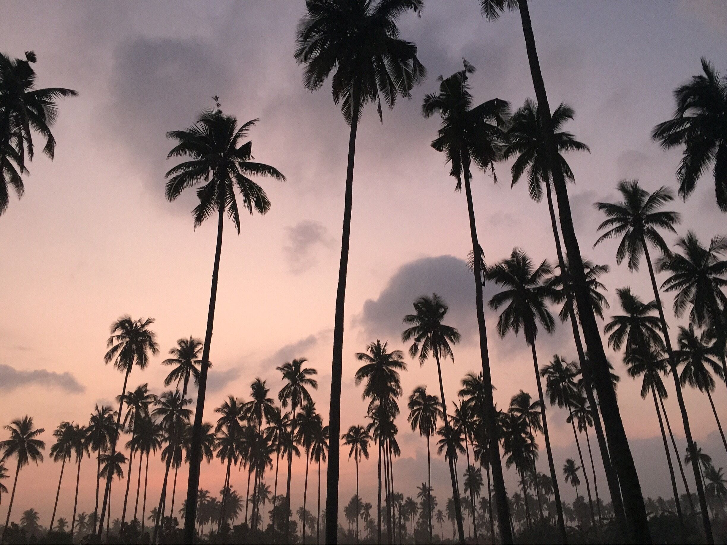 A sunset with tall palm trees silhouetted against a pink sky.