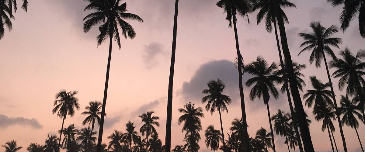 A sunset with tall palm trees silhouetted against a pink sky.