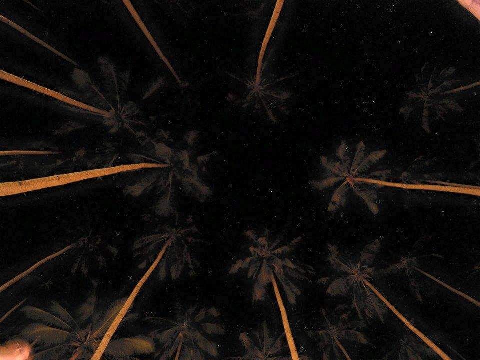 Fire lit palms on a clear night in the middle of nowhere.