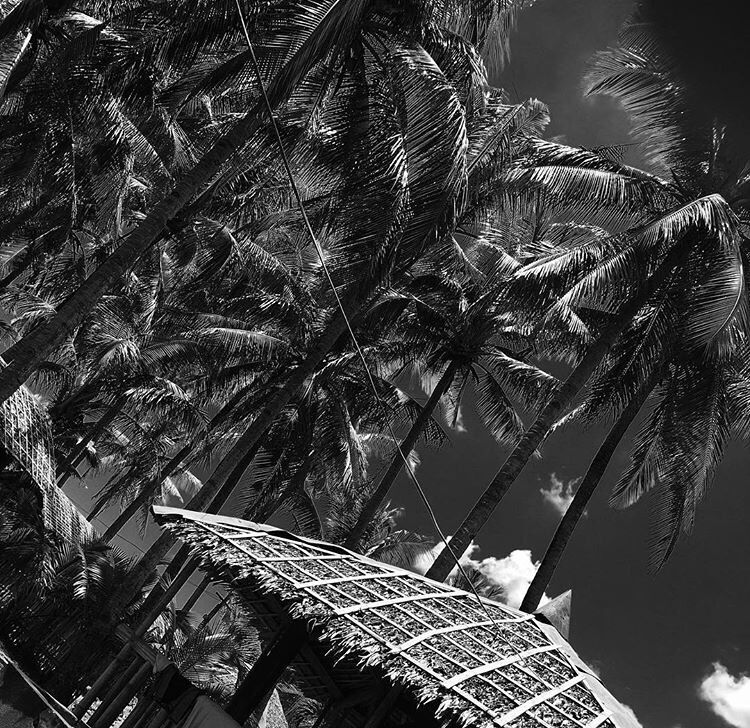 A black and white view of a thatched roof structure amidst tall palm trees.
