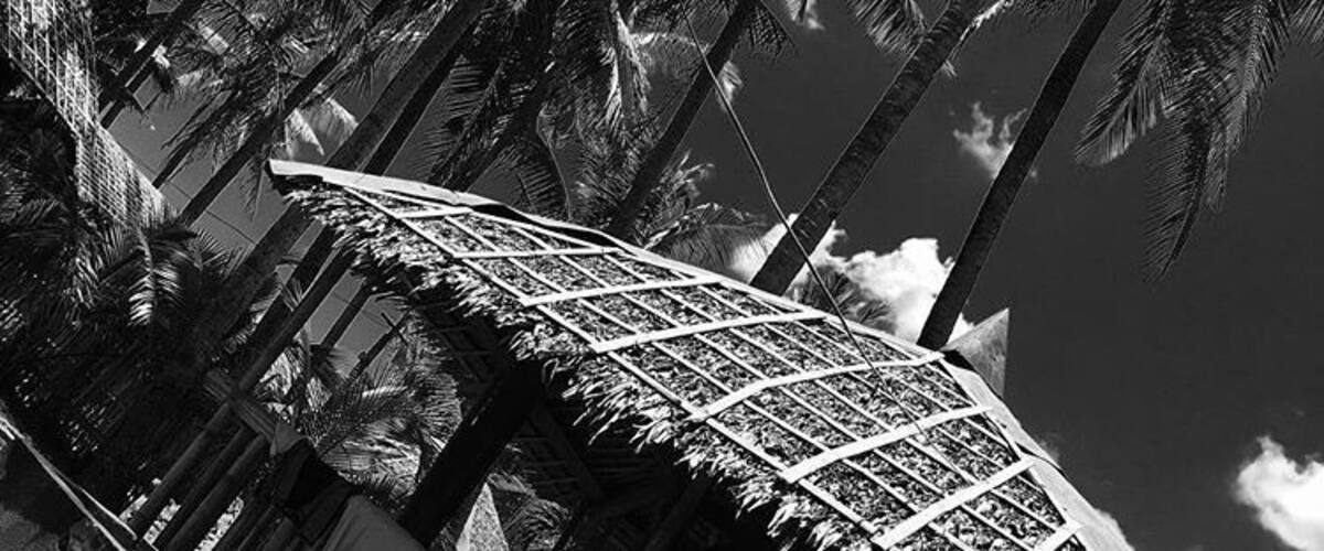 A black and white view of a thatched roof structure amidst tall palm trees.