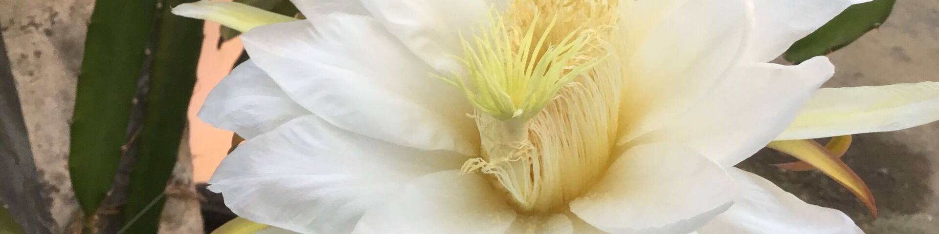 Dragon fruit flower at Villanueva Farms...