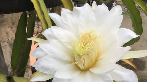 Dragon fruit flower at Villanueva Farms...