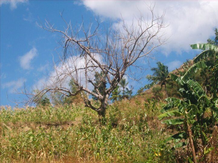 A leafless tree on a hillside with a clear blue sky and a banana plant in the foreground.