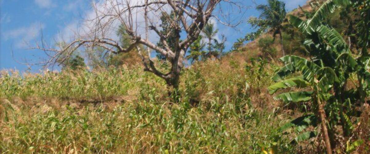 A leafless tree on a hillside with a clear blue sky and a banana plant in the foreground.