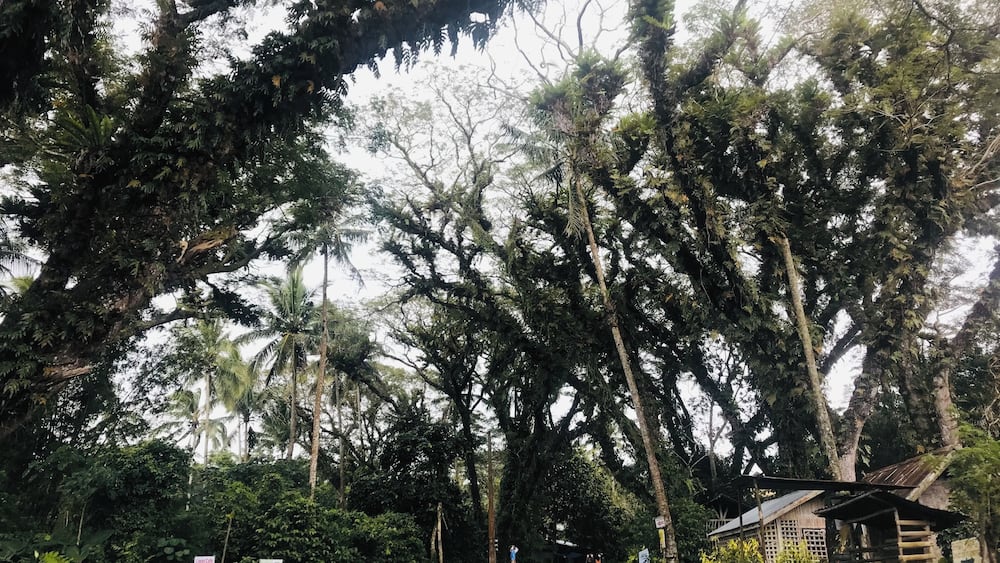 A road flanked by dense tropical trees and a small wooden structure.