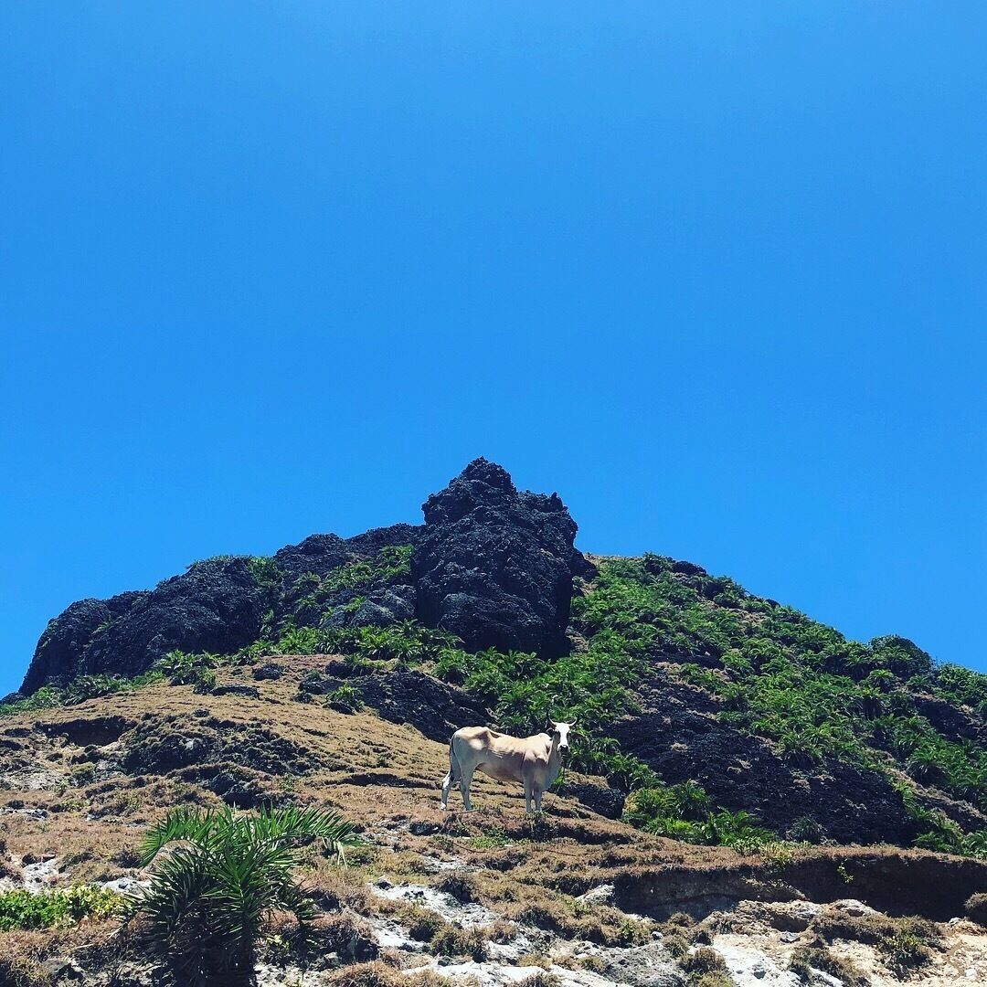 A white cow standing on a hillside with a rocky peak in the background.