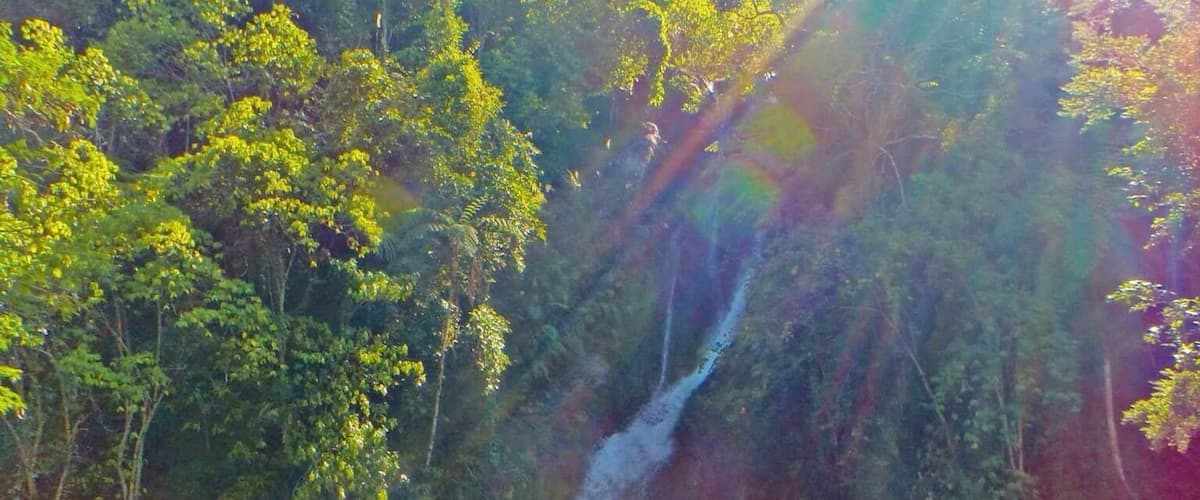 A waterfall cascading down a lush green hillside surrounded by dense foliage and a small pond with rocks and plants in the foreground.