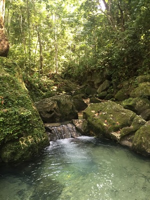 lush lush greeeen. 🌿