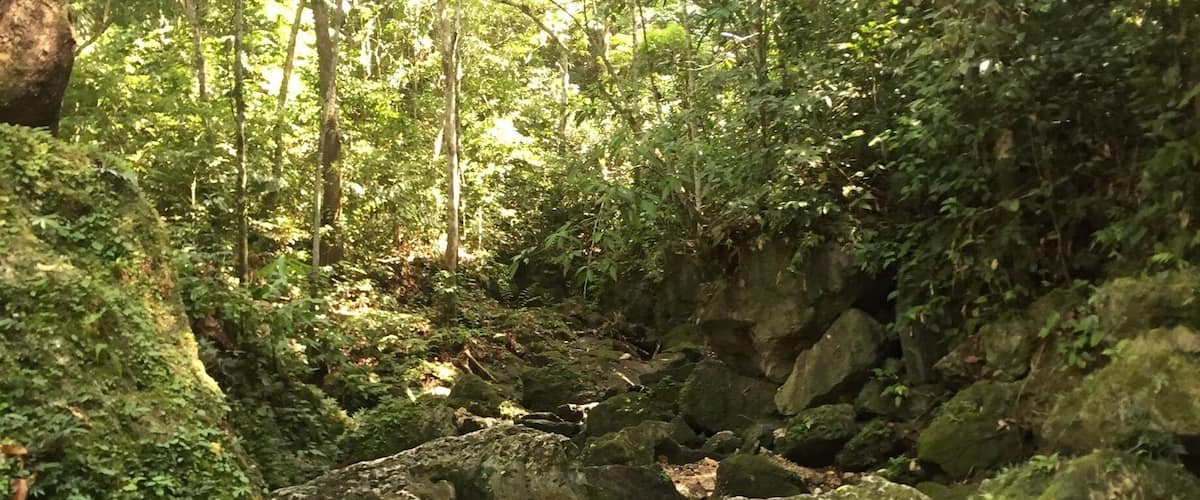 A forested area with a clear stream flowing over rocks.
