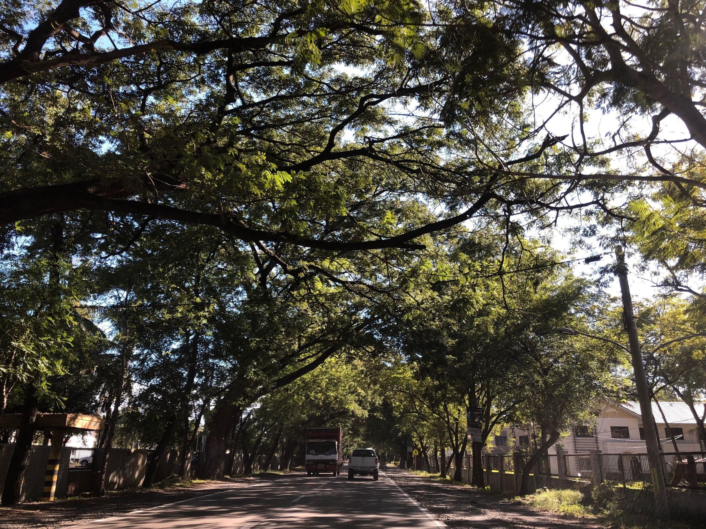 A tree-lined road with a white truck in the distance.