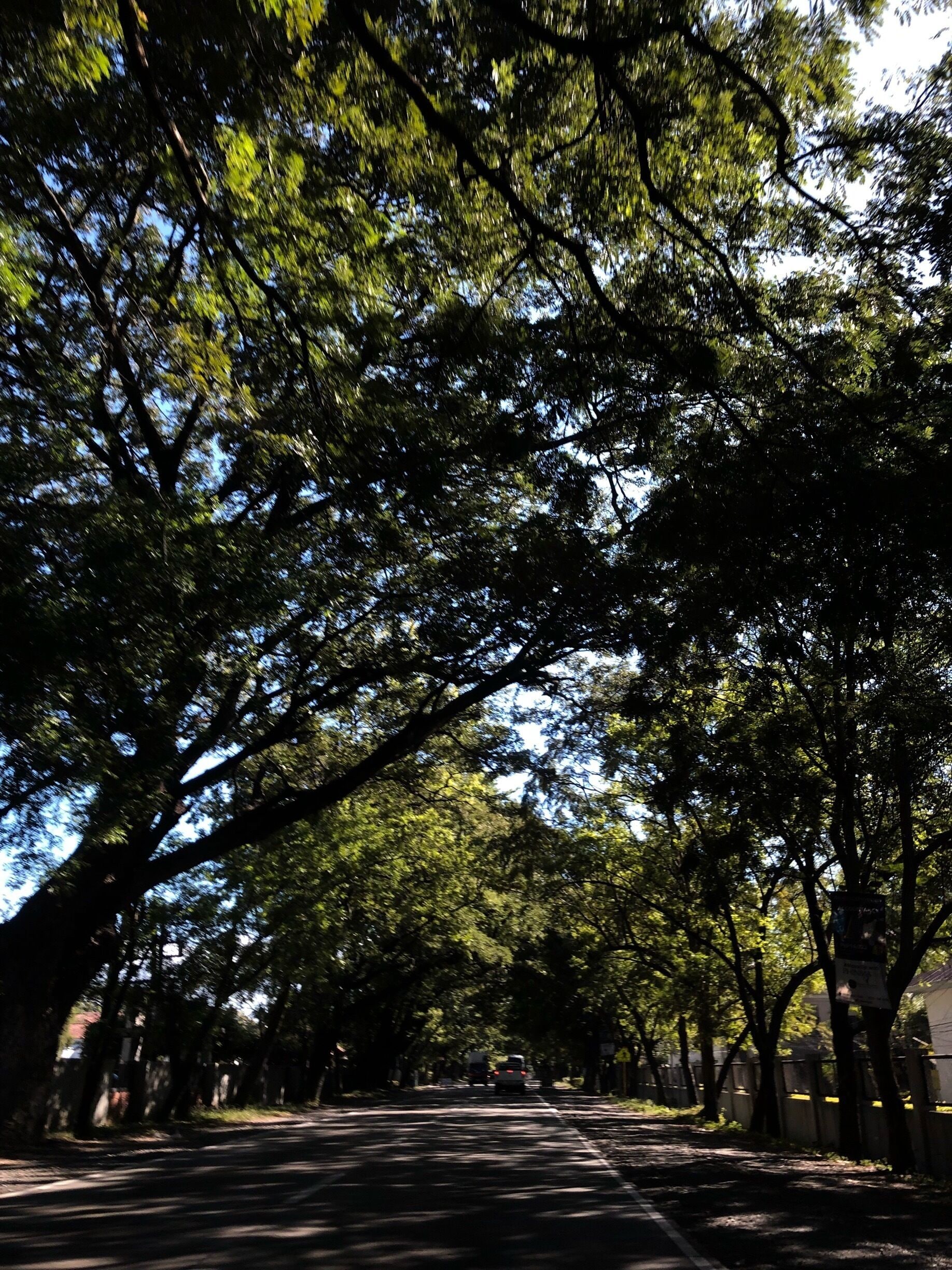 And only God made the trees...