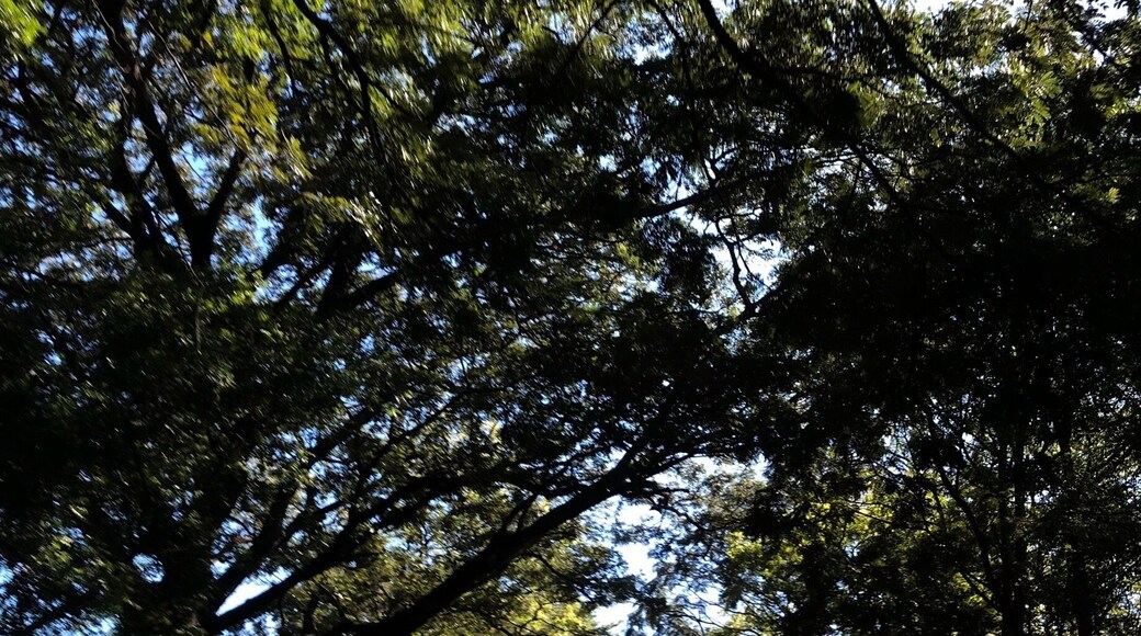 And only God made the trees...