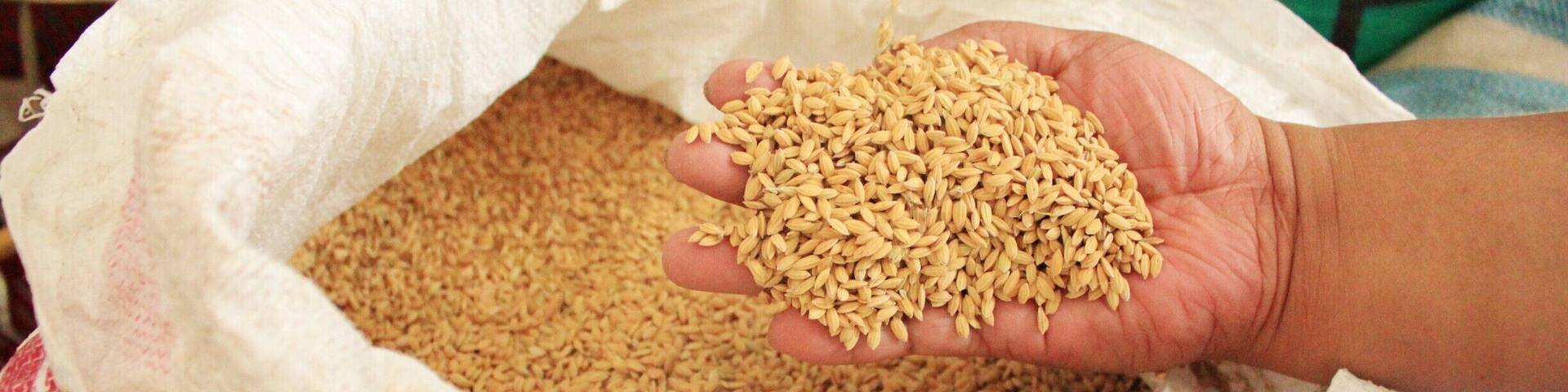 A farmers own rice. At the farm in Banga, December 2014.