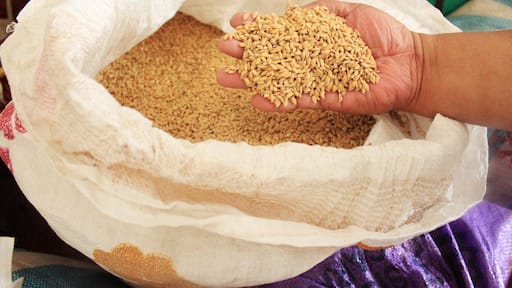 A farmers own rice. At the farm in Banga, December 2014.