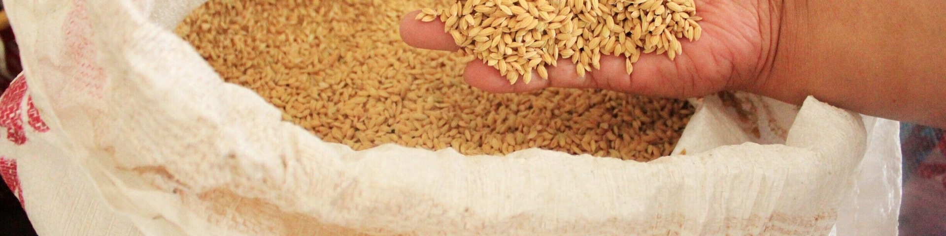 A farmers own rice. At the farm in Banga, December 2014.