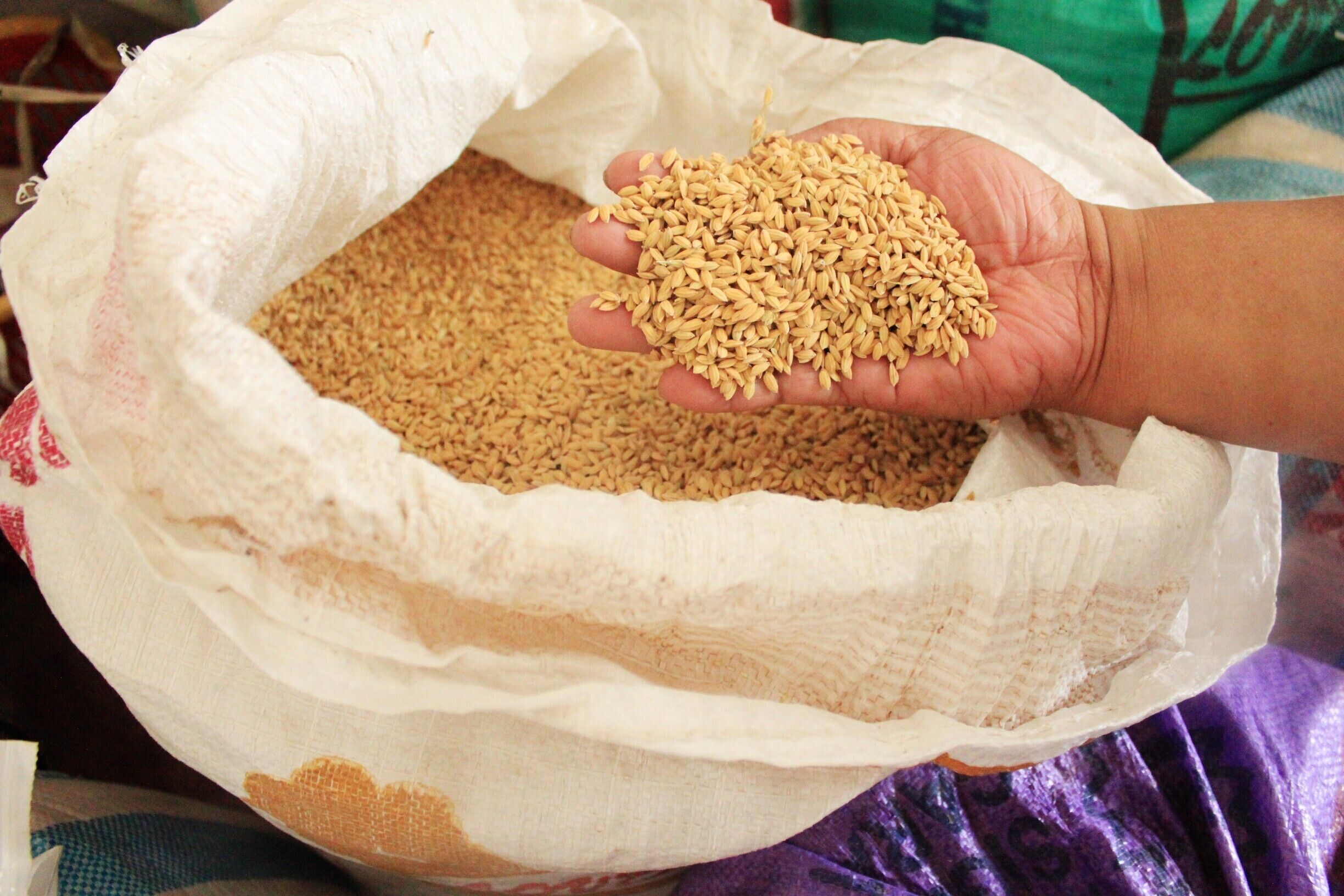 A hand holding a handful of grains from a large sack.