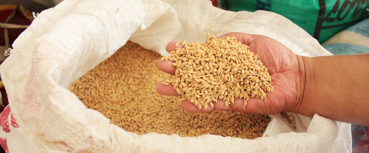 A hand holding a handful of grains from a large sack.