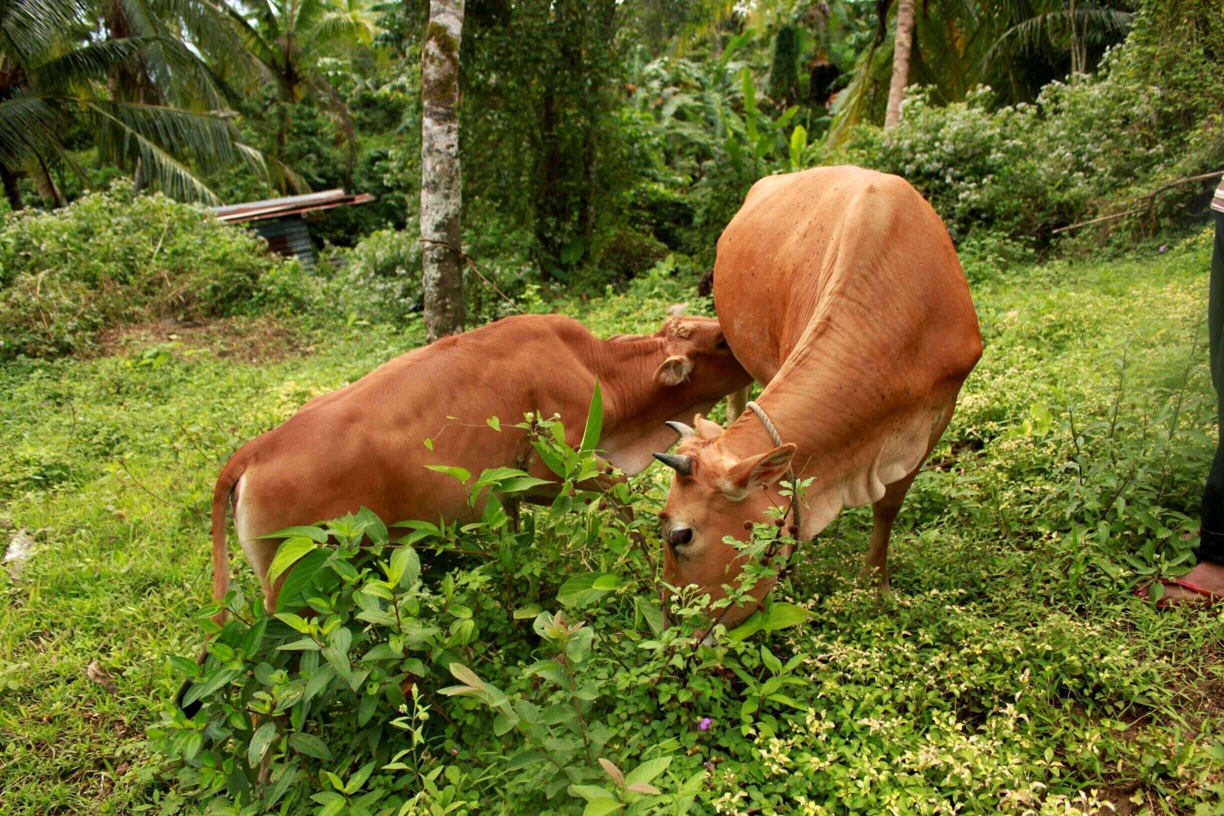 Mother and calf. The farm in Banga, December 2014.