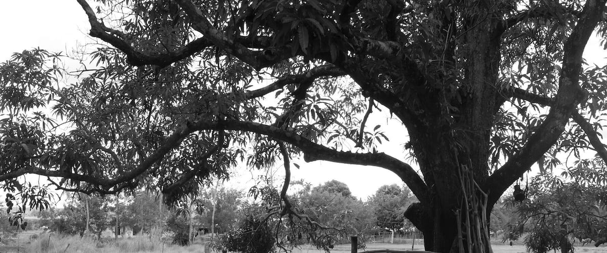 A large tree with a bench underneath it in a grassy field.