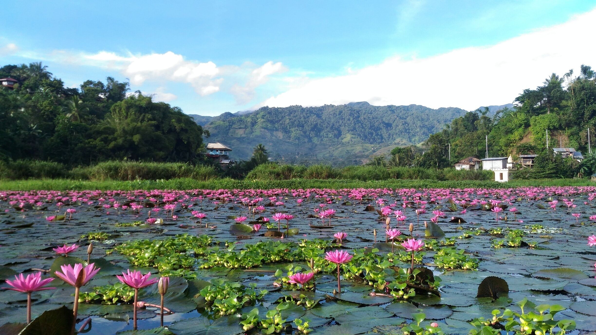 Lake Sebu in the morning. Took an early boat ride to see the lotus flowers in full bloom. #LakeSebu #nature #lakes #outdoors #SouthCotabato #Philippines 