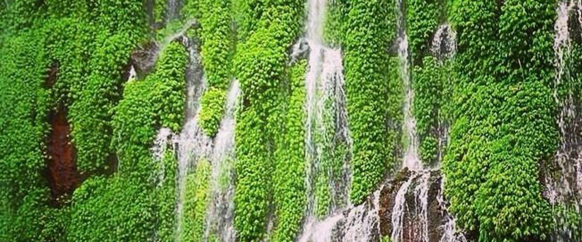 A waterfall surrounded by lush green foliage.