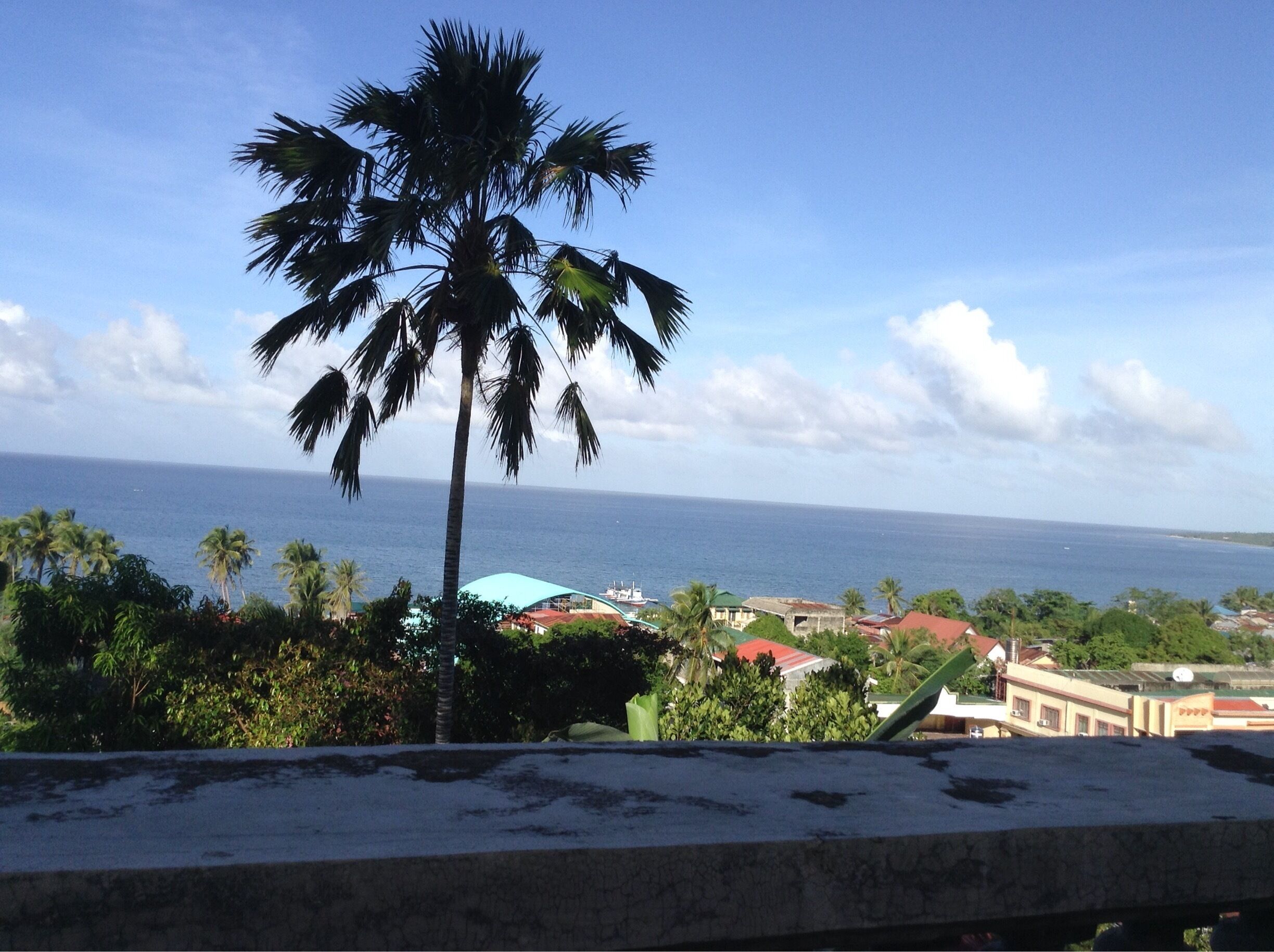 A palm tree, ocean, and buildings in the distance.
