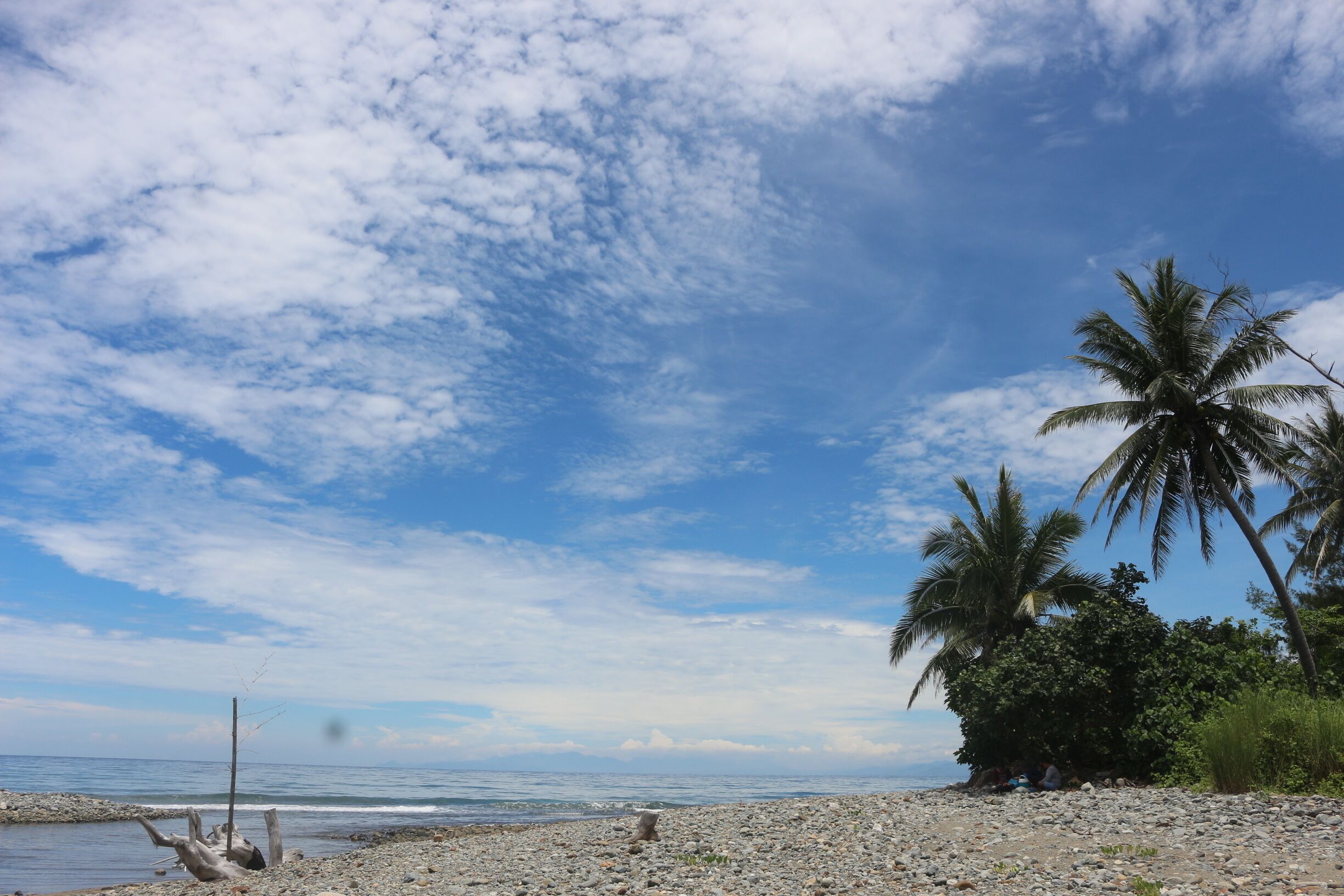A rocky beach with palm trees and a clear sky.