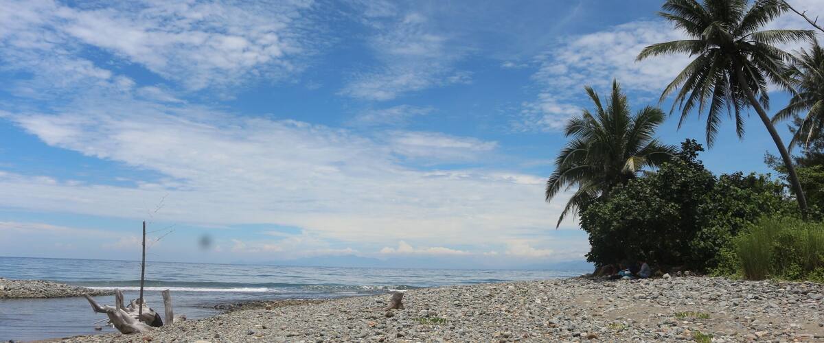 A rocky beach with palm trees and a clear sky.