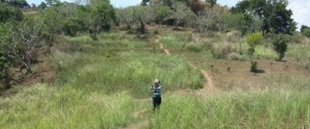 A person walking on a dirt path through a grassy area with scattered trees.